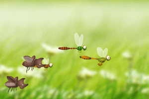 蜻蜓飞舞