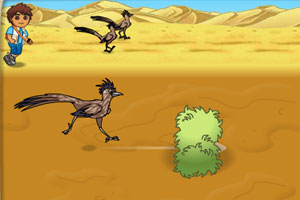沙漠火鸡赛跑