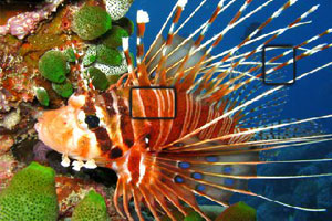热带鱼水下世界