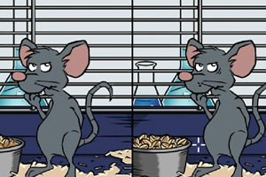 实验室小老鼠
